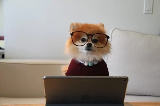 cookie-the-pom-siNDDi9RpVY-unsplash-1024x683